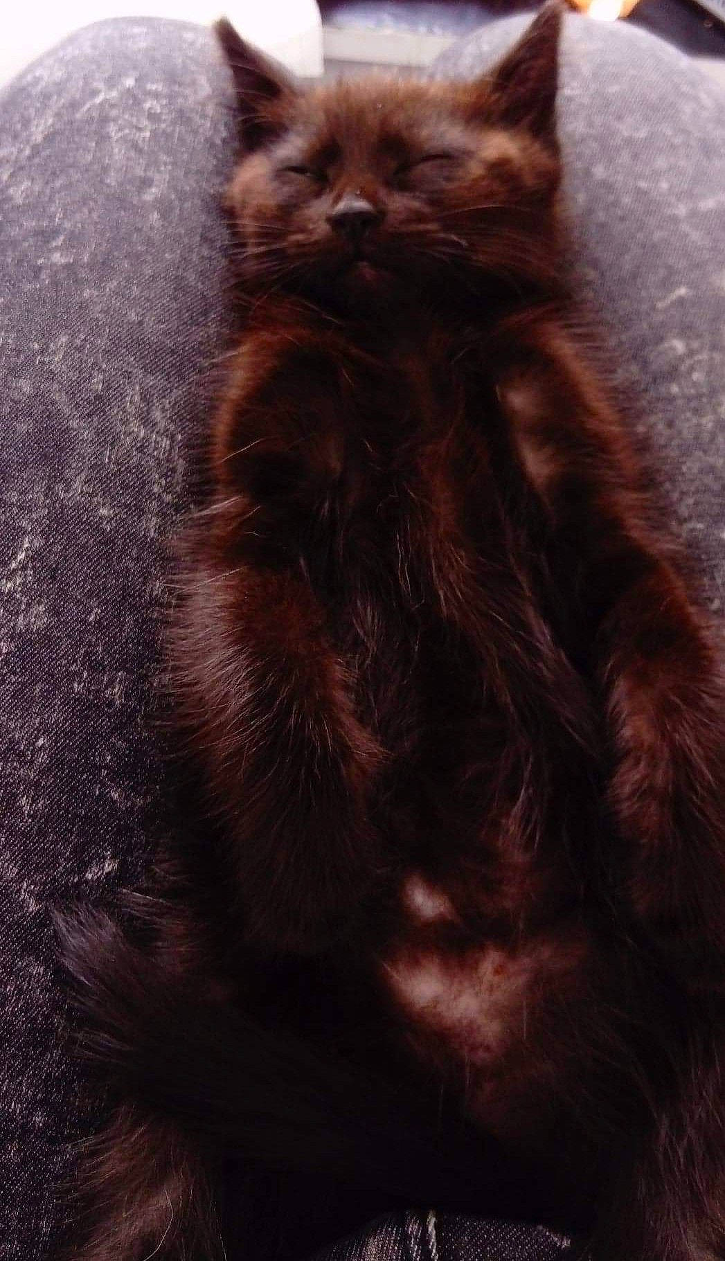 Loki a rejoint le concours — aidez-le/la à gagner de superbes lots ! black_cat, canidae, carnivore, cat, claw, dog_breed, domestic_short_haired_cat, electric_blue, fawn, felidae, fur, liver, paw, plant, small_to_medium_sized_cats, snout, street_light, tail, terrestrial_animal, whiskers