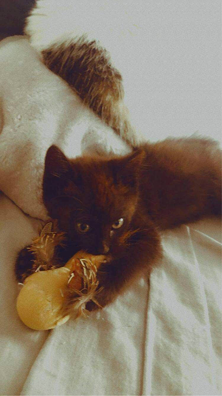 Loki participe au concours pour gagner de l'argent avec cette photo : brown, carnivore, cat, claw, comfort, dog_breed, domestic_short_haired_cat, fawn, felidae, fur, liver, paw, siamese, small_to_medium_sized_cats, tail, terrestrial_animal, whiskers