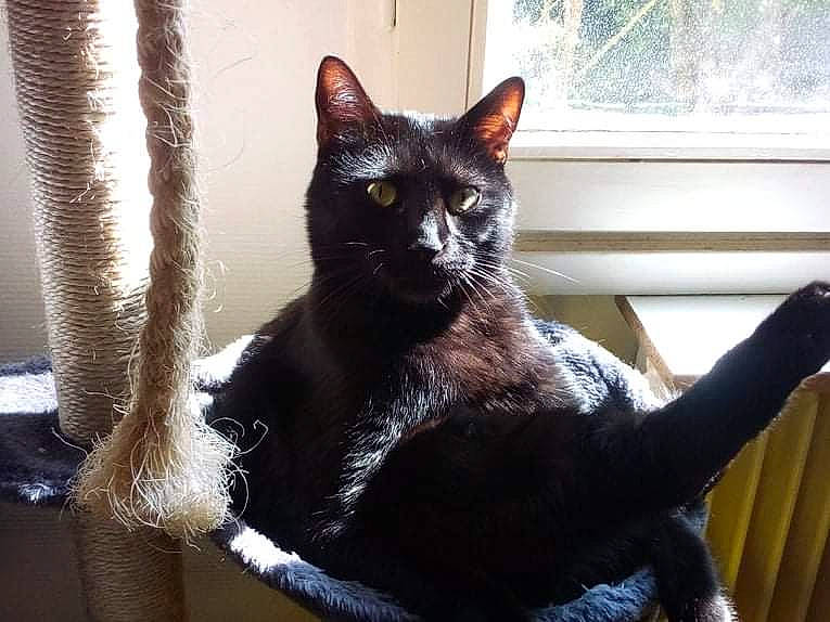 Loki participe au concours pour gagner de l'argent avec cette photo : black_cat, bombay, carnivore, cat, cat_supply, claw, comfort, domestic_short_haired_cat, felidae, fur, grey, mammal, pet_supply, sitting, small_to_medium_sized_cats, snout, tail, vertebrate, whiskers, window