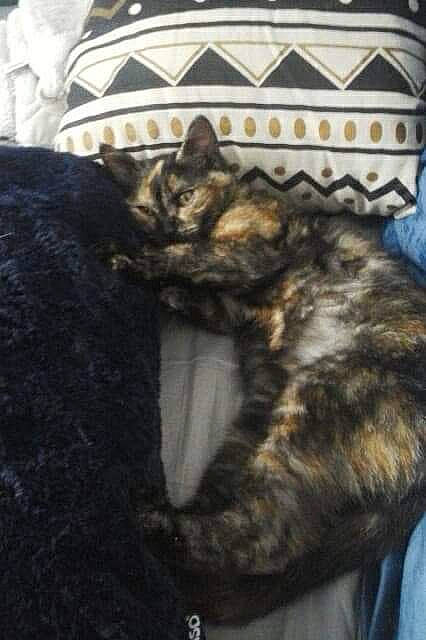 Nala participe au concours pour gagner de l'argent avec cette photo : canidae, carnivore, cat, claw, comfort, domestic_short_haired_cat, felidae, fur, nap, paw, sleep, small_to_medium_sized_cats, snout, tail, terrestrial_animal, whiskers