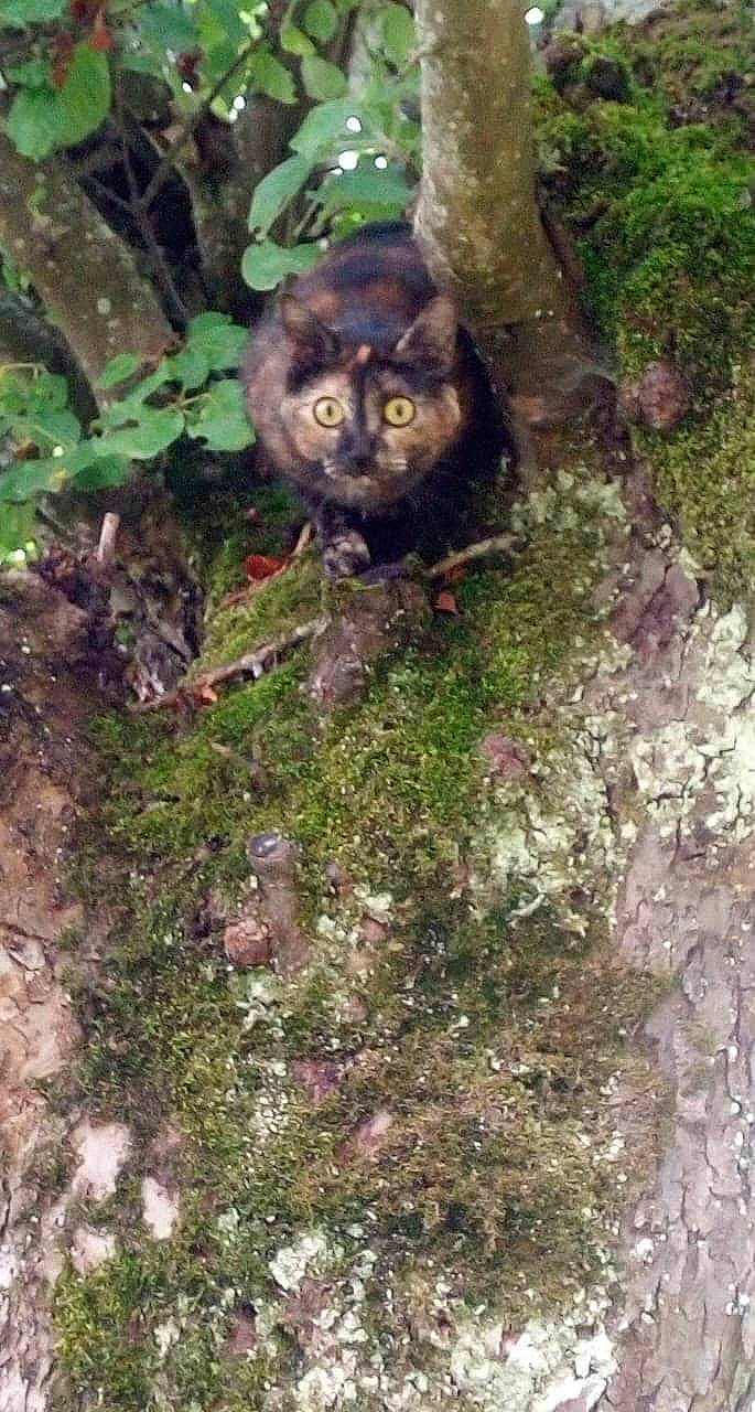 Nala a rejoint le concours — aidez-le/la à gagner de superbes lots ! carnivore, forest, fur, grass, groundcover, jungle, northern_hardwood_forest, old_growth_forest, plant, rainforest, snout, soil, temperate_broadleaf_and_mixed_forest, terrestrial_animal, terrestrial_plant, tree, trunk, wildlife, wood, woodland