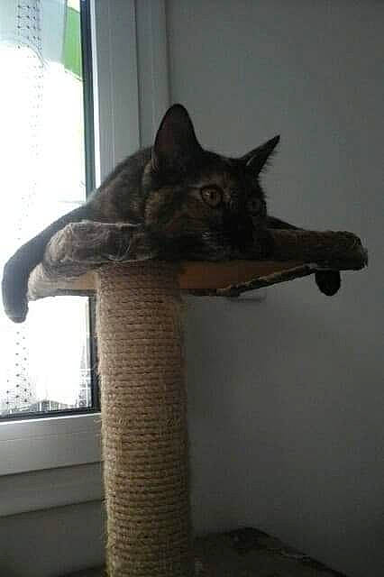 Nala a rejoint le concours — aidez-le/la à gagner de superbes lots ! carnivore, cat, cat_supply, domestic_short_haired_cat, felidae, fur, grey, room, small_to_medium_sized_cats, tail, terrestrial_animal, whiskers, window, window_blind, wood