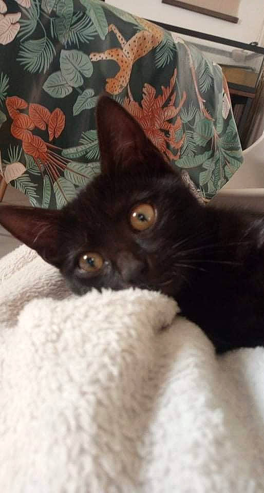 Batou participe au concours pour gagner de l'argent avec cette photo : black_cat, bombay, canidae, carnivore, cat, claw, comfort, domestic_short_haired_cat, ear, eye, fawn, felidae, fur, linens, nap, small_to_medium_sized_cats, snout, tail, textile, whiskers