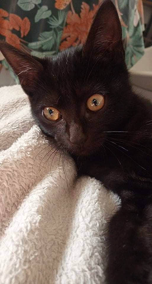 Batou a rejoint le concours — aidez-le/la à gagner de superbes lots ! black_cat, carnivore, cat, claw, comfort, domestic_short_haired_cat, ear, felidae, fur, havana_brown, small_to_medium_sized_cats, snout, terrestrial_animal, whiskers