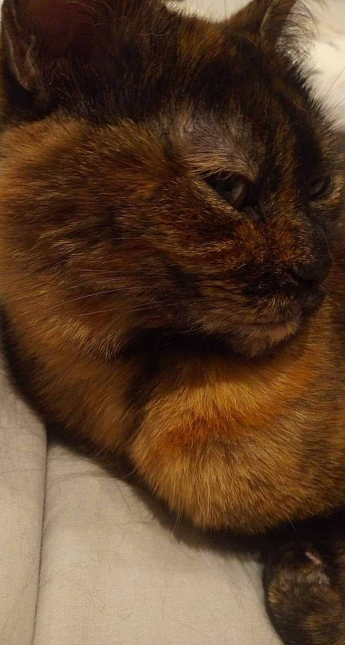 Bubble a rejoint le concours — aidez-le/la à gagner de superbes lots ! canidae, carnivore, cat, claw, companion_dog, dog_breed, fawn, felidae, fur, liver, puppy, rodent, small_to_medium_sized_cats, snout, sporting_group, tail, terrestrial_animal, whiskers, wildlife