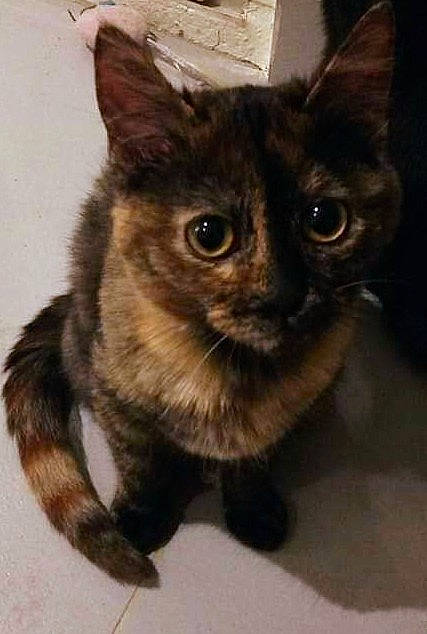 Bubble a rejoint le concours — aidez-le/la à gagner de superbes lots ! black_cat, carnivore, cat, claw, domestic_short_haired_cat, fawn, felidae, fur, paw, pet_supply, small_to_medium_sized_cats, snout, tail, terrestrial_animal, whiskers