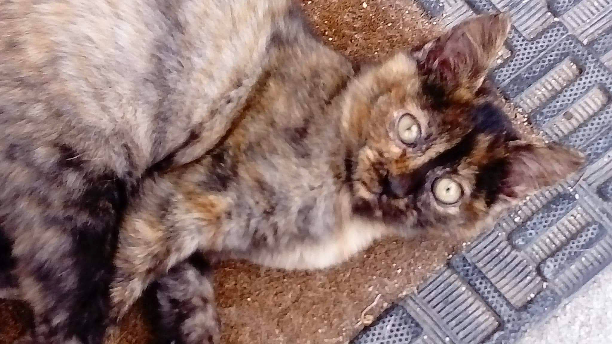 Bubble a rejoint le concours — aidez-le/la à gagner de superbes lots ! carnivore, cat, claw, comfort, domestic_short_haired_cat, fawn, felidae, fur, paw, ruler, small_to_medium_sized_cats, snout, tail, terrestrial_animal, whiskers