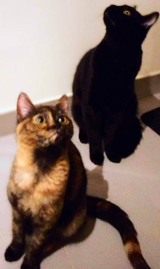 Bubble participe au concours pour gagner de l'argent avec cette photo : black_cat, bombay, carnivore, cat, claw, comfort, domestic_short_haired_cat, felidae, fur, mammal, paw, small_to_medium_sized_cats, snout, tail, terrestrial_animal, vertebrate, whiskers