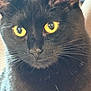 Nina is registered to the contest to win money with this photo: cat, black_cat, close_up, yellow_eyes, whiskers, fur, pet, animal, portrait, indoor, face, cute, feline, looking, focused, ears, nose, muzzle, soft_light, domestic_cat