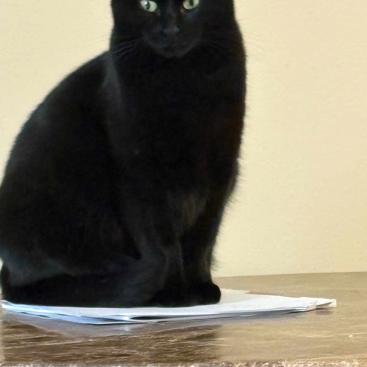 Nina joined the competition — help win amazing prizes! animal, beige_background, black_cat, cat, close_up, curious, domestic_cat, feline, fur, green_eyes, indoor, marble_surface, papers, pet, portrait, quiet, sitting, still_life, table, whiskers