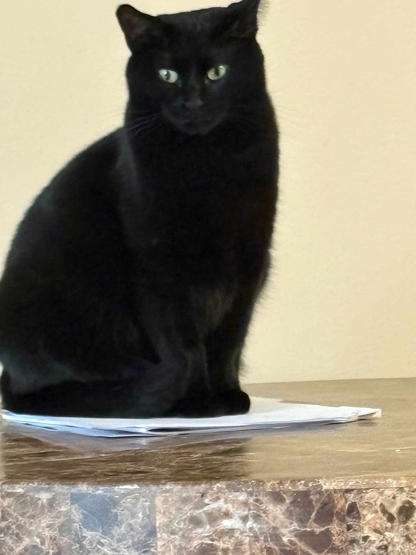 Nina joined the competition — help win amazing prizes! black_cat, cat, pet, animal, feline, sitting, papers, table, marble_surface, indoor, curious, green_eyes, fur, whiskers, domestic_cat, quiet, still_life, beige_background, close_up, portrait