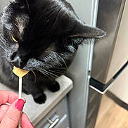 Nina is registered to the contest to win money with this photo: cat, black_cat, pet, animal, kitchen, countertop, hand, treat, curious, indoor, feline, nail_polish, drawer, refrigerator, person, closeup, sniffing, domestic_animal, food, pink_nails