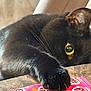 Nina joined the competition — help win amazing prizes! black_cat, cat, paw, yellow_eyes, treat_packet, pink_packet, marble_table, indoor, curious, pet, animal, close_up, fur, claw, snack, bonkers, cat_treats, playful, domestic_cat, focused