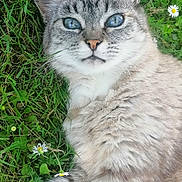 Minette a rejoint le concours — aidez-le/la à gagner de superbes lots ! cat, blue_eyes, fluffy, grass, daisies, nature, outdoor, close_up, pet, animal, fur, whiskers, relaxed, laying, greenery, cute, portrait, soft, mammal, domestic_animal