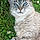 Minette