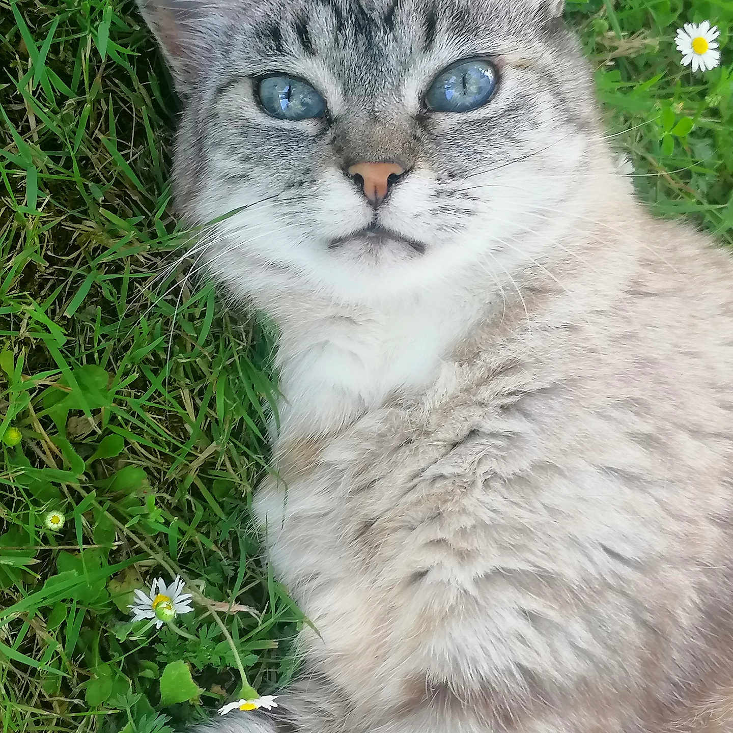 Minette a rejoint le concours — aidez-le/la à gagner de superbes lots ! cat, blue_eyes, fluffy, grass, daisies, nature, outdoor, close_up, pet, animal, fur, whiskers, relaxed, laying, greenery, cute, portrait, soft, mammal, domestic_animal