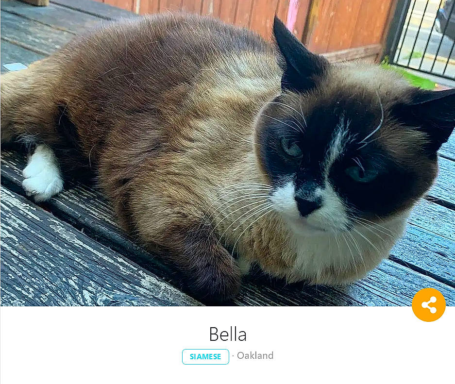 Neige a rejoint le concours — aidez-le/la à gagner de superbes lots ! carnivore, cat, claw, comfort, domestic_short_haired_cat, eye, fawn, felidae, fur, head, paw, photo_caption, plant, rectangle, sitting, small_to_medium_sized_cats, snout, tail, whiskers, window