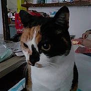 Neige a rejoint le concours — aidez-le/la à gagner de superbes lots ! animal, blanket, calico_cat, cat, closeup, clutter, dim_light, eyes, face, feline, fur, hands, household_items, indoor, person, pet, room, seated, table, whiskers