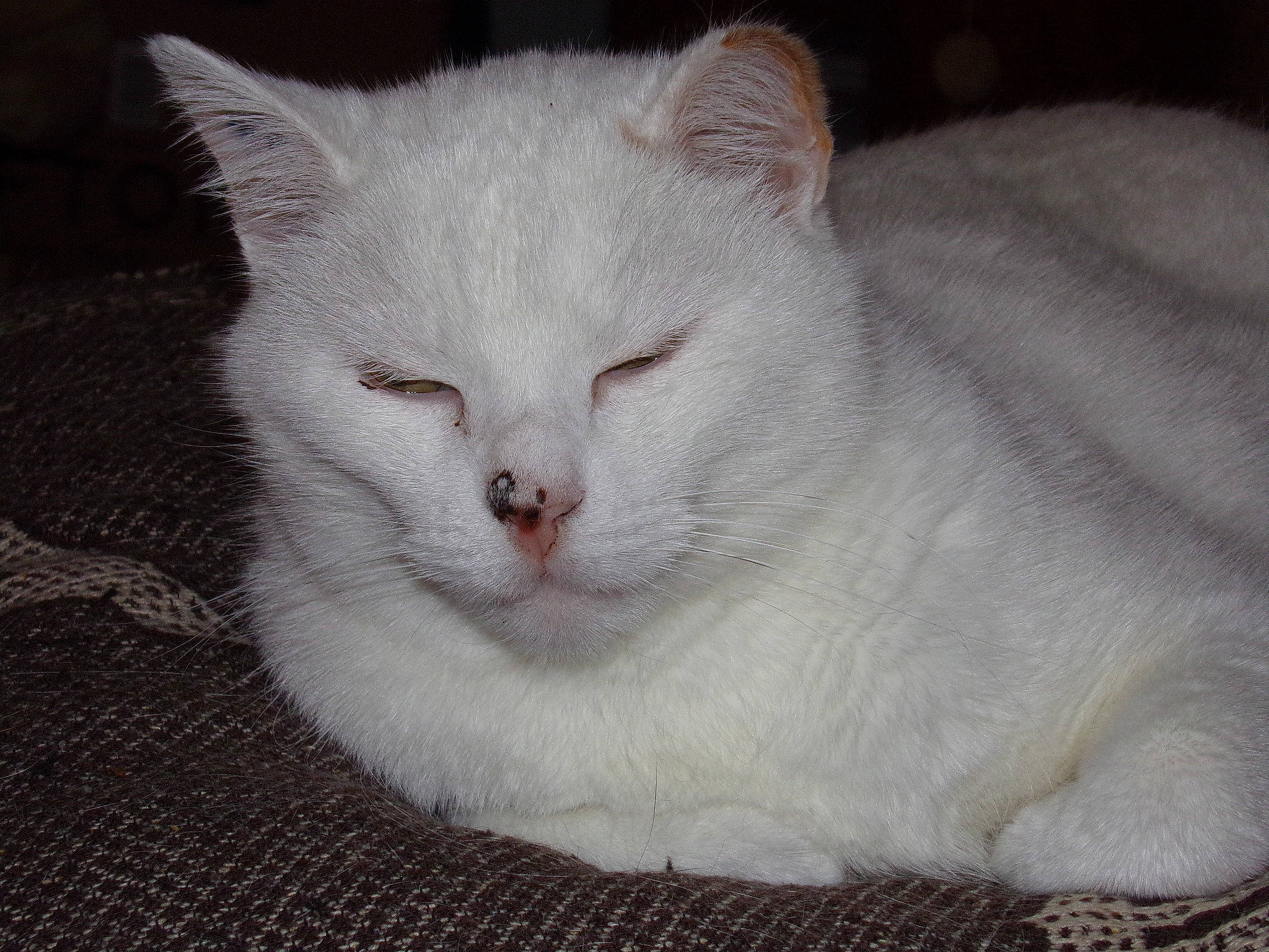 Buzz a rejoint le concours — aidez-le/la à gagner de superbes lots ! british_semi_longhair, burmilla, carnivore, cat, domestic_long_haired_cat, domestic_short_haired_cat, eye, felidae, fur, khao_manee, kitten, mammal, ragdoll, small_to_medium_sized_cats, turkish_angora, turkish_van, vertebrate, whiskers