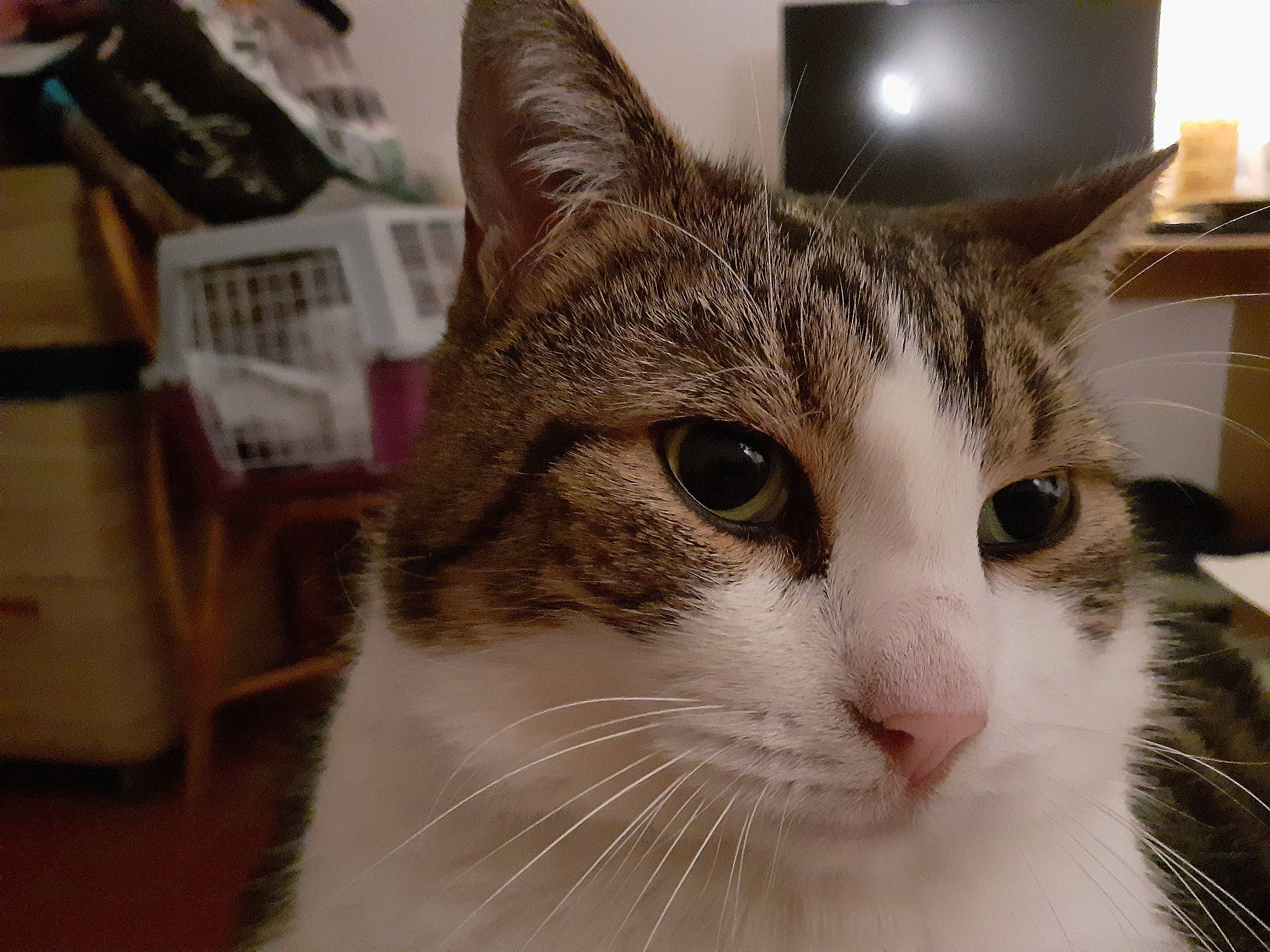 Buzz a rejoint le concours — aidez-le/la à gagner de superbes lots ! carnivore, cat, domestic_short_haired_cat, felidae, fur, iris, small_to_medium_sized_cats, snout, terrestrial_animal, whiskers, window