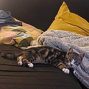 Api participe au concours pour gagner de l'argent avec cette photo : cat, kitten, tabby, indoor, couch, blanket, pillow, fur, pet, relaxing, resting, whiskers, curious, animal, domestic, cozy, home, feline, soft, paw