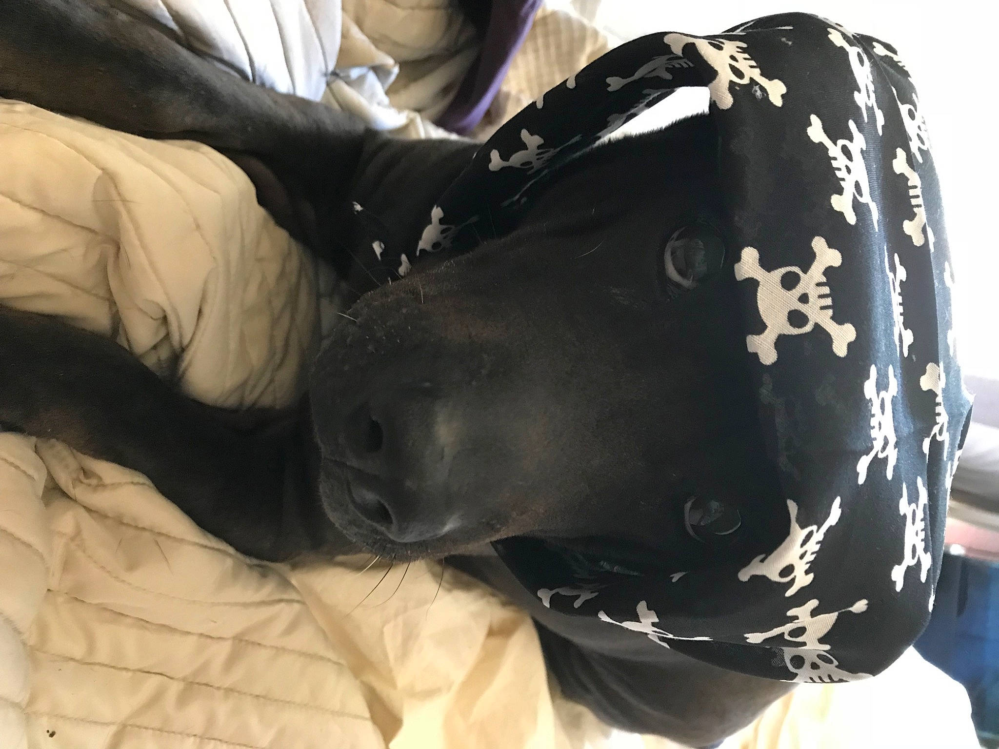 Kila is registered to the contest to win money with this photo: abdomen, bag, carnivore, comfort, companion_dog, dog_breed, fashion_accessory, fur, gesture, human_leg, knee, leather, personal_protective_equipment, sitting, sleeve, street_fashion, thigh, trunk, waist, working_animal