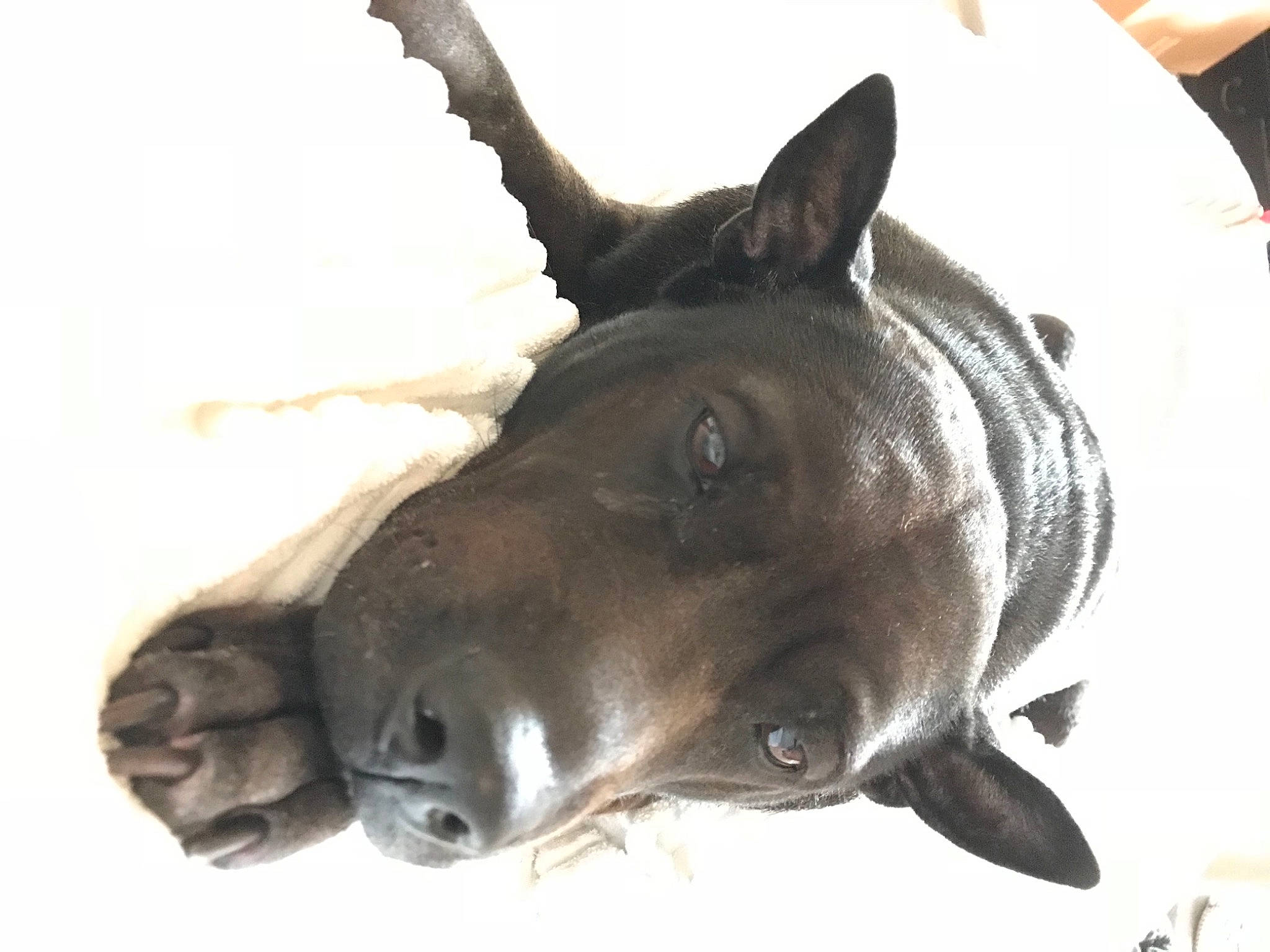 Kila joined the competition — help win amazing prizes! canidae, carnivore, collar, dog, dog_breed, ear, fawn, jaw, liver, non_sporting_group, pet_supply, sporting_group, terrestrial_animal, whiskers, working_animal