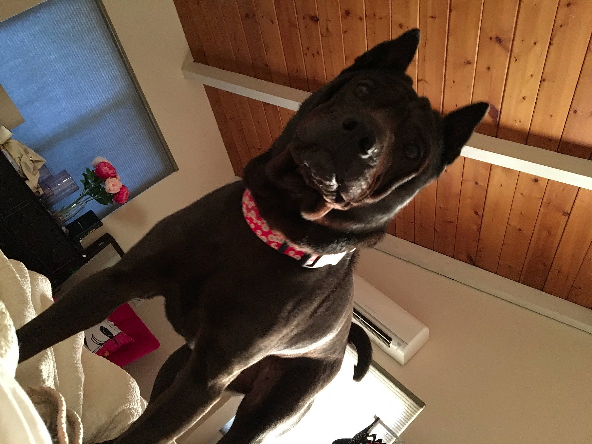 Kila is registered to the contest to win money with this photo: black_cat, carnivore, collar, comfort, companion_dog, dog, dog_breed, dog_collar, felidae, flooring, fur, guard_dog, small_to_medium_sized_cats, snout, sporting_group, tail, vertebrate, whiskers, wood, working_animal