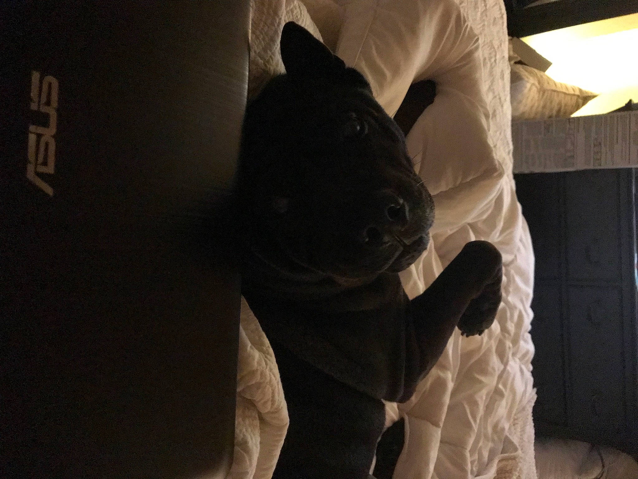 Kila joined the competition — help win amazing prizes! canidae, carnivore, comfort, companion_dog, dog_breed, elbow, fawn, felidae, flash_photography, flooring, gesture, human_leg, knee, small_to_medium_sized_cats, snout, sporting_group, stuffed_toy, toy, toy_dog, whiskers