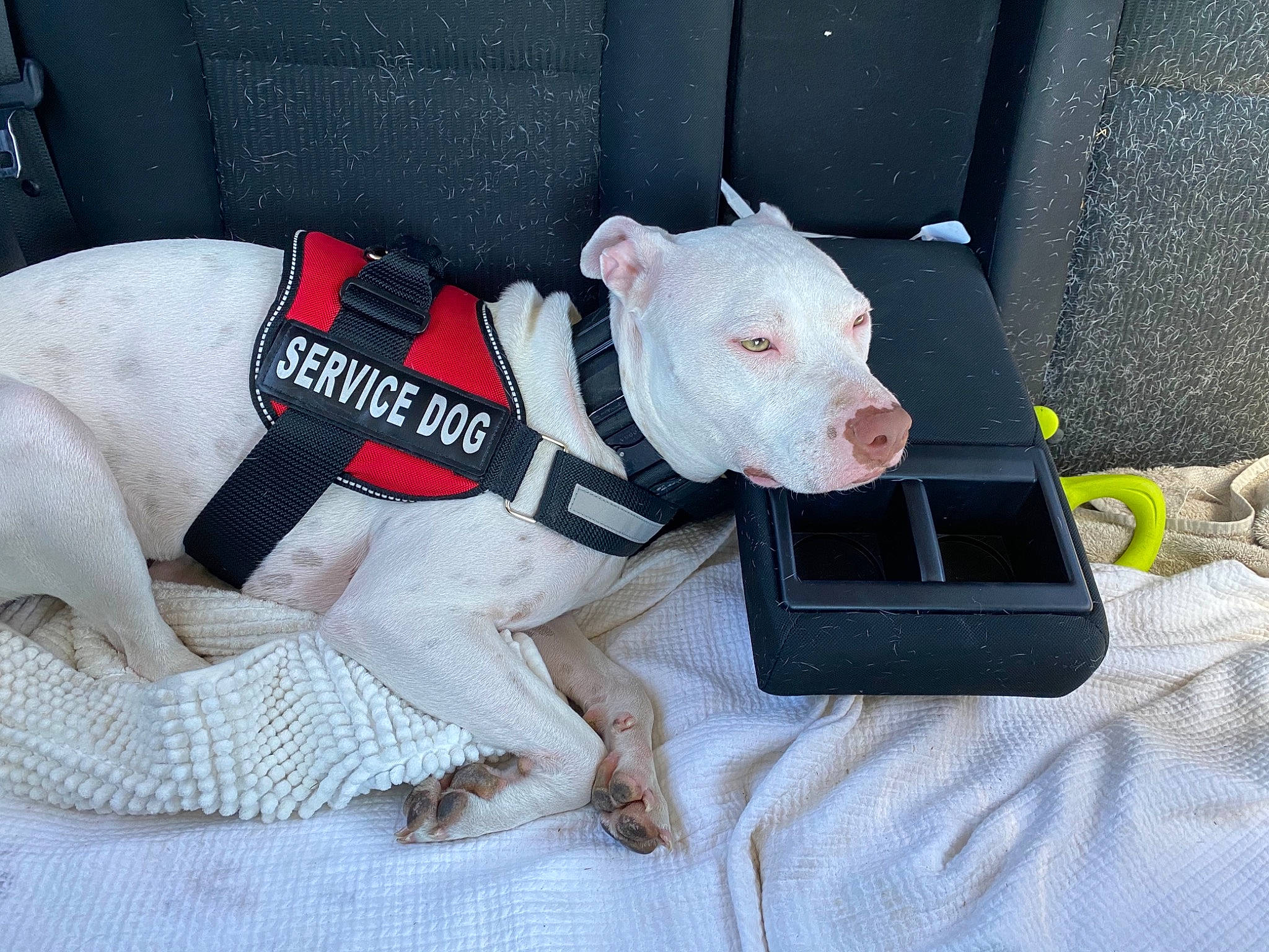 Miss Rabbit is registered to the contest to win money with this photo: canidae, carmine, carnivore, collar, comfort, companion_dog, dog, dog_breed, dog_clothes, dog_collar, dog_supply, fawn, grey, leash, non_sporting_group, pet_supply, snout, sporting_group, working_animal