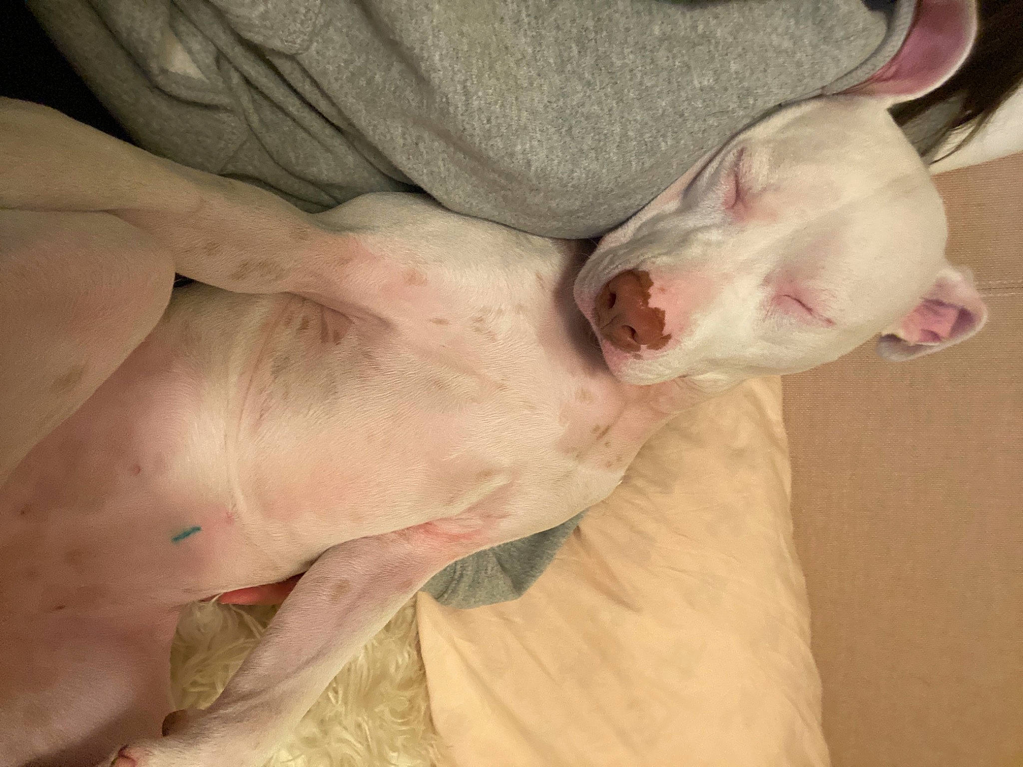 Miss Rabbit joined the competition — help win amazing prizes! carnivore, chest, comfort, dog, dog_breed, elbow, fawn, flesh, human_leg, jaw, neck, no_expression, non_sporting_group, scar, sporting_group, terrestrial_animal, throat