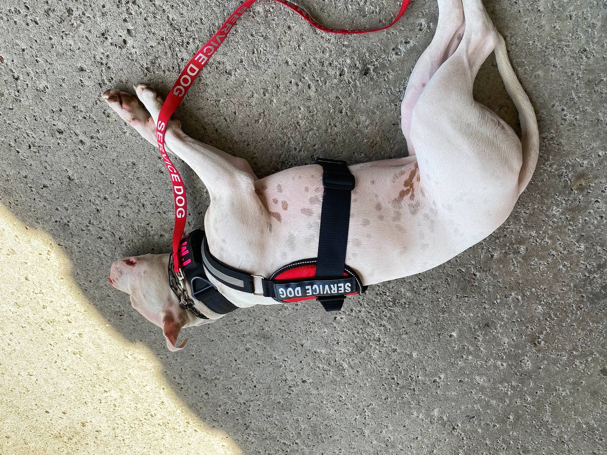 Miss Rabbit is registered to the contest to win money with this photo: asphalt, athletic_shoe, carmine, chest, elbow, fashion_accessory, foot, grey, human_leg, knee, leash, leg, outdoor_shoe, personal_protective_equipment, road_surface, rock_climbing_equipment, sock, sportswear, thigh, undergarment