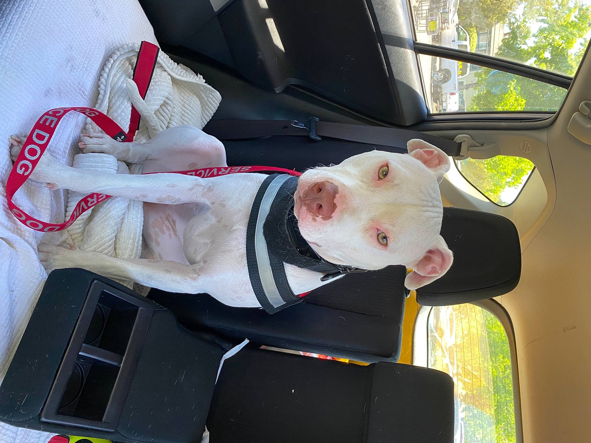 Miss Rabbit is registered to the contest to win money with this photo: auto_part, automotive_exterior, automotive_window_part, car, car_seat, car_seat_cover, carmine, family_car, glass, helmet, luxury_vehicle, motor_vehicle, seat_belt, smile, steering_wheel, tree, vehicle, vehicle_door, windshield