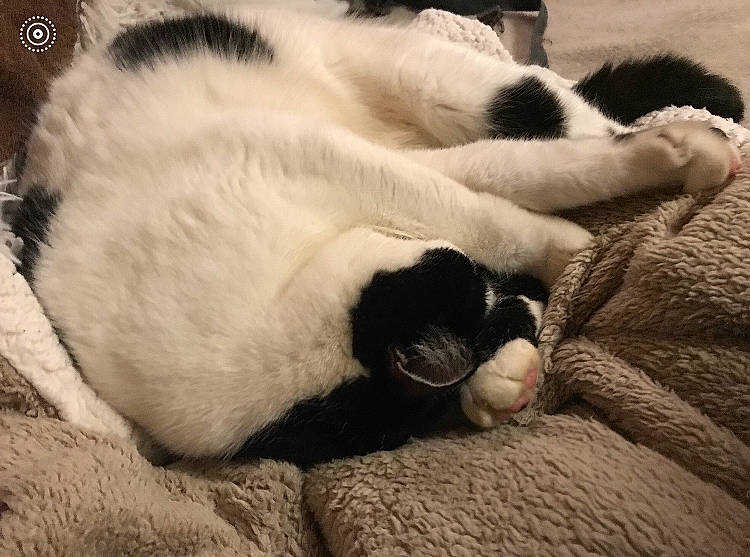 Crunchou a rejoint le concours — aidez-le/la à gagner de superbes lots ! canidae, carnivore, cat, claw, cloud, comfort, dog_breed, domestic_short_haired_cat, felidae, fur, grey, linens, monochrome, nap, paw, small_to_medium_sized_cats, snout, tail, terrestrial_animal, whiskers