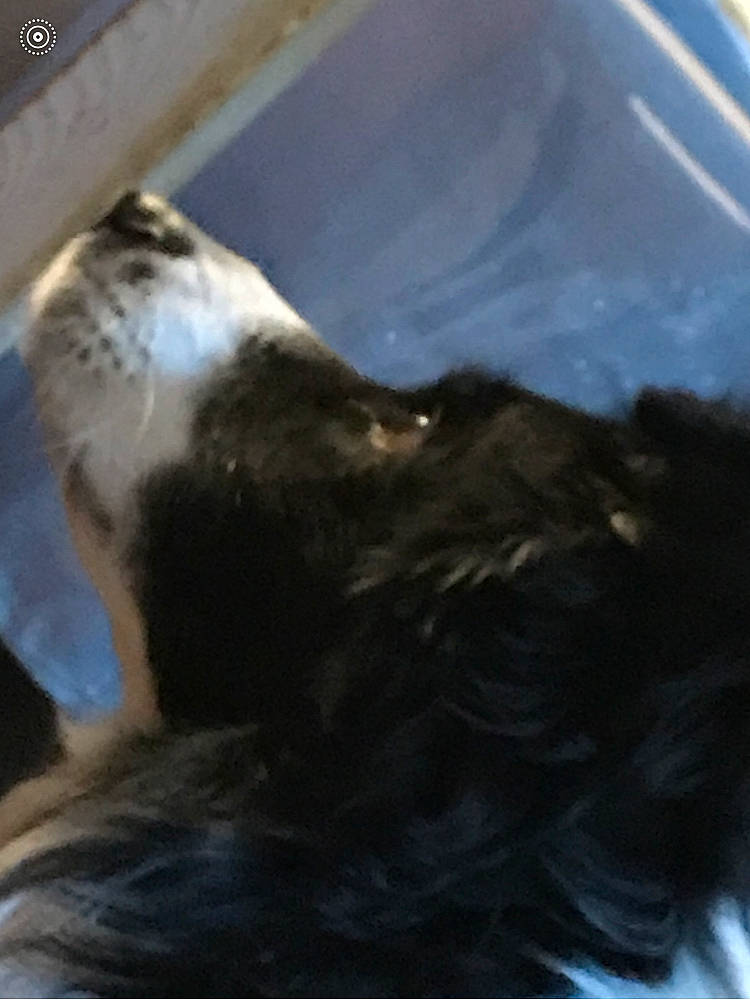 Gibbs a rejoint le concours — aidez-le/la à gagner de superbes lots ! accipitridae, accipitriformes, bald_eagle, beak, bird, bird_of_prey, buzzard, eagle, falcon, falconiformes, feather, felidae, fur, hawk, kite, sea_eagle, seabird, tail, wing, wood