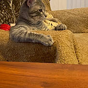 Boy George is registered to the contest to win money with this photo: animal, armchair, beige, cat, companion, cozy, cute, domestic_animal, feline, furniture, indoor, looking_away, paws, pet, relaxed, resting, side_view, tabby_cat, textured, whiskers