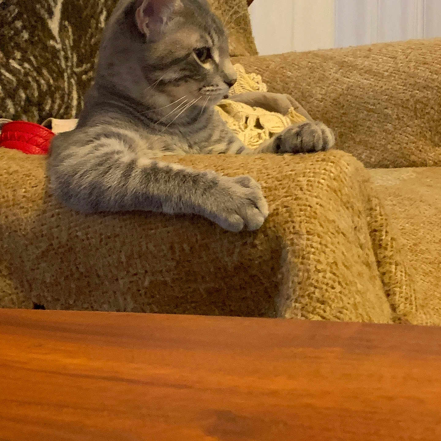 Boy George is registered to the contest to win money with this photo: animal, armchair, beige, cat, companion, cozy, cute, domestic_animal, feline, furniture, indoor, looking_away, paws, pet, relaxed, resting, side_view, tabby_cat, textured, whiskers