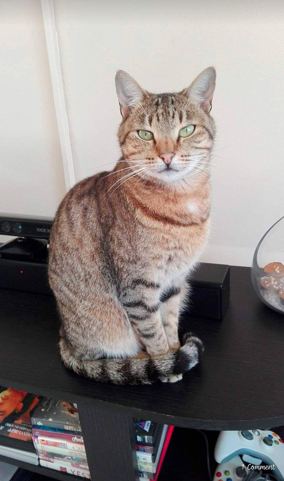 Tigger joined the competition — help win amazing prizes! carnivore, cat, domestic_short_haired_cat, felidae, fur, paw, sitting, small_to_medium_sized_cats, snout, table, tableware, tail, terrestrial_animal, whiskers, wine_glass