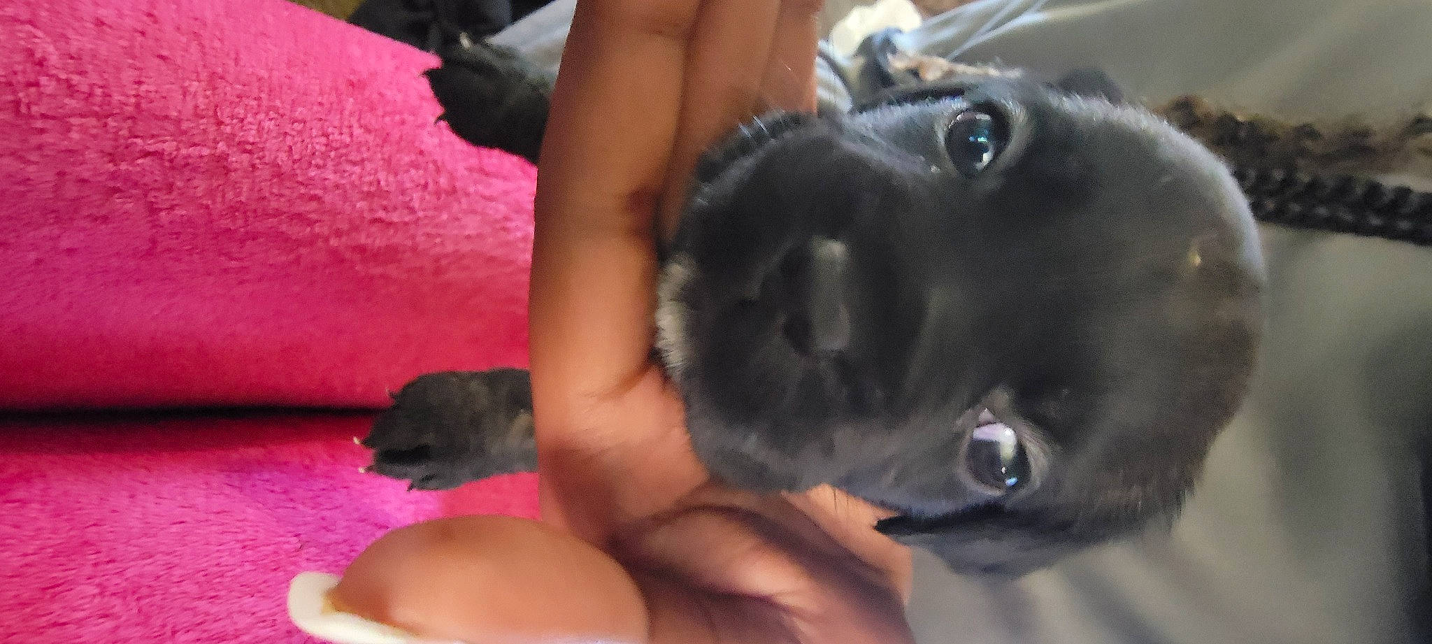 Puppies Cane Corso'S joined the competition — help win amazing prizes! carnivore, comfort, companion_dog, dog, dog_breed, fawn, finger, foot, fur, gesture, guard_dog, human_leg, nail, paw, snout, thumb, toy_dog, whiskers, working_animal, wrist