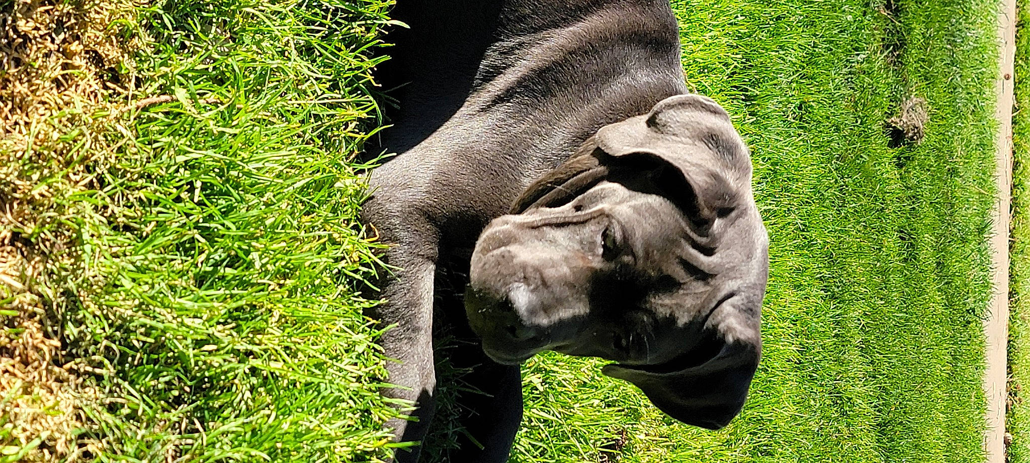 Heaven is registered to the contest to win money with this photo: art, elephants_and_mammoths, foot, gesture, grass, groundcover, human_leg, jaw, mammal, natural_material, organism, plant, snout, sporting_group, terrestrial_animal, trunk, vertebrate, wildlife, working_animal, wrinkle