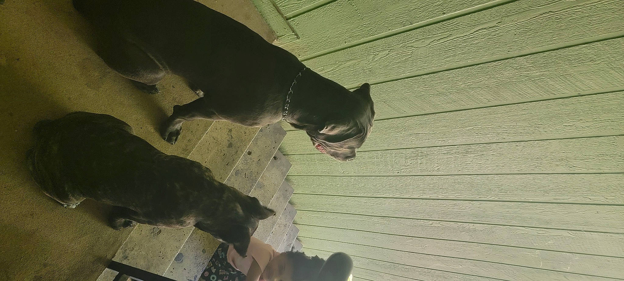 Heaven joined the competition — help win amazing prizes! canidae, carnivore, companion_dog, dog, dog_breed, dog_collar, fawn, fur, guard_dog, hardwood, non_sporting_group, pet_supply, snout, sporting_group, tail, terrestrial_animal, tints_and_shades, wood, working_animal, working_dog