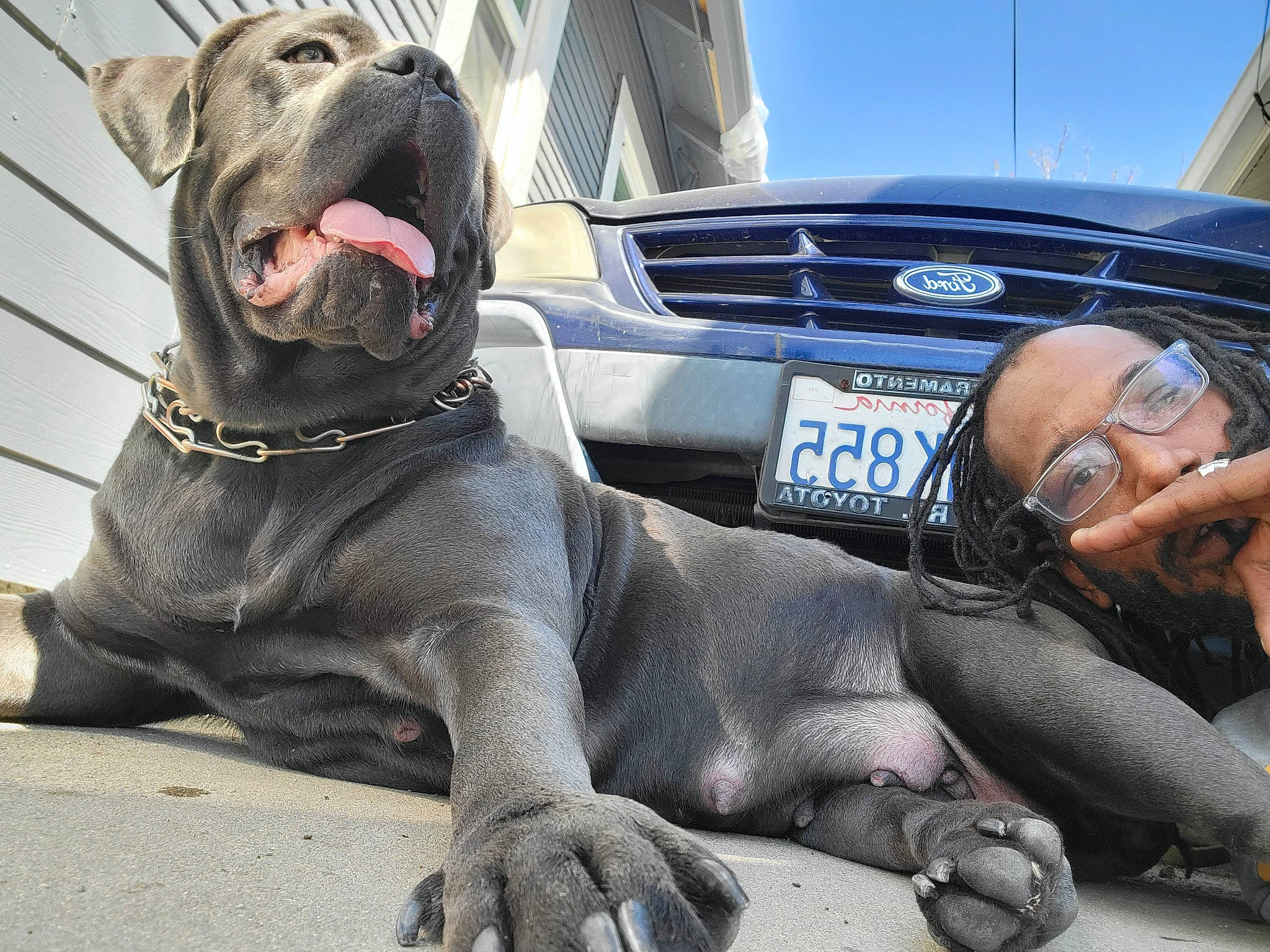 Heaven joined the competition — help win amazing prizes! automotive_design, automotive_exterior, automotive_tire, bumper, car, carnivore, collar, companion_dog, dog, dog_breed, dog_collar, grille, hood, motor_vehicle, personal_luxury_car, sky, snout, tire, vehicle, vehicle_registration_plate