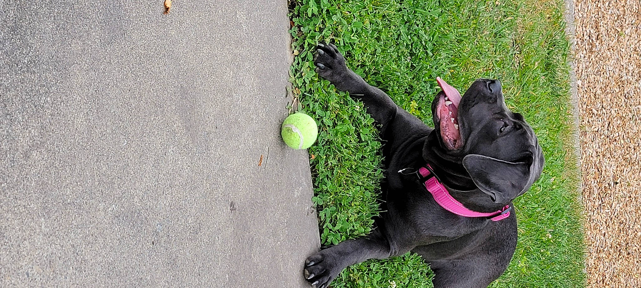 Heaven is registered to the contest to win money with this photo: asphalt, ball, carnivore, companion_dog, dog, dog_breed, dog_collar, grass, leash, people_in_nature, plant, recreation, road_surface, snout, sports_equipment, sports_toy, tail, tennis_ball, toy, working_animal