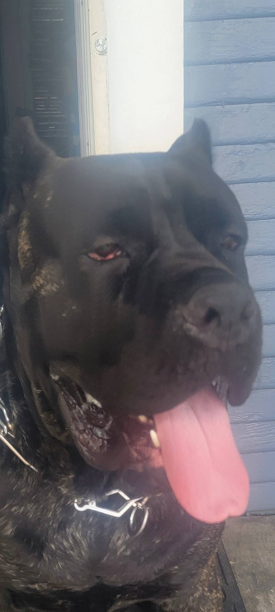 Mu'Fa joined the competition — help win amazing prizes! ancient_dog_breeds, boston_terrier, canidae, carnivore, companion_dog, dog, dog_breed, fawn, fur, guard_dog, liver, molosser, non_sporting_group, sporting_group, tail, terrestrial_animal, whiskers, window, working_animal, working_dog