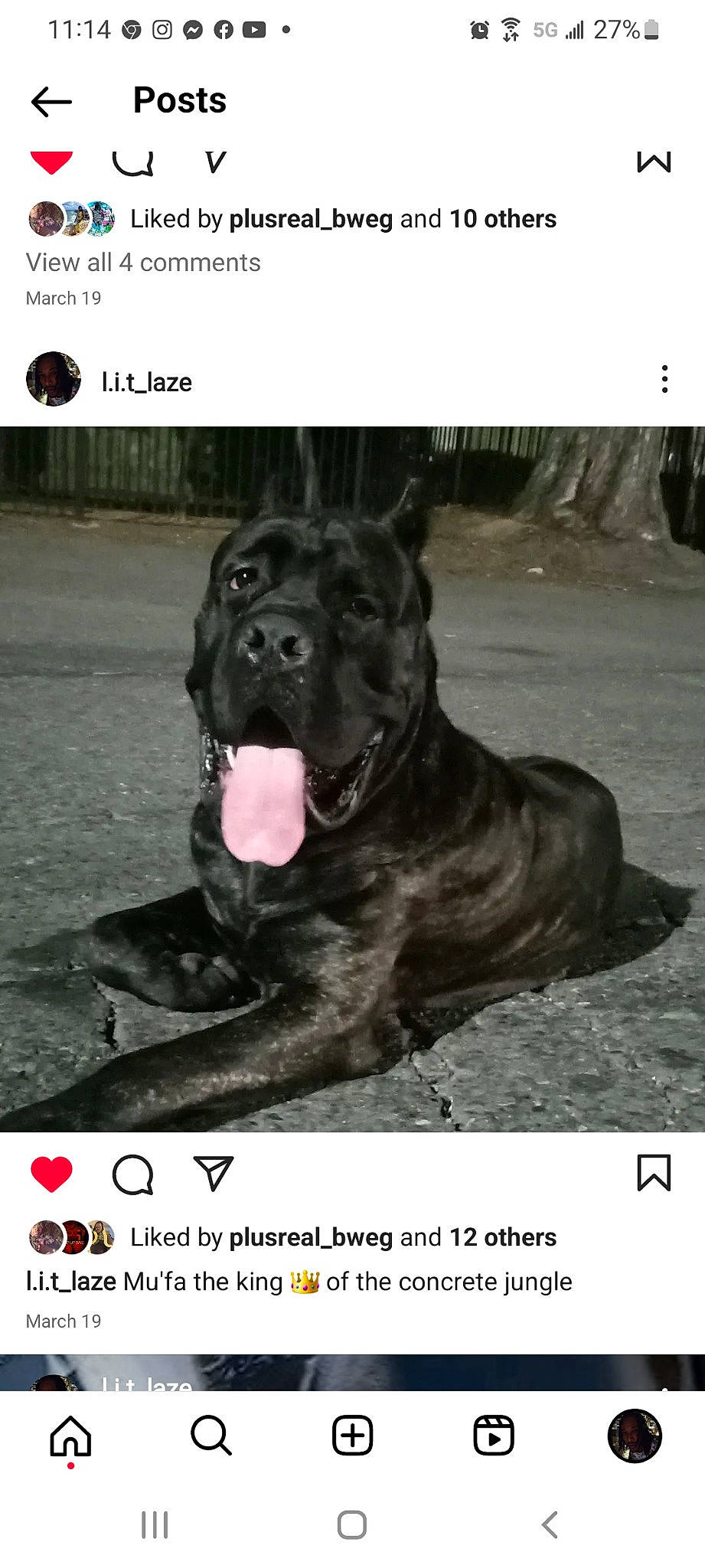 Mu'Fa is registered to the contest to win money with this photo: ancient_dog_breeds, canidae, carnivore, collar, companion_dog, dog, dog_breed, dog_collar, font, giant_dog_breed, guard_dog, photo_caption, photograph, photography, snout, sporting_group, terrestrial_animal, working_animal, working_dog