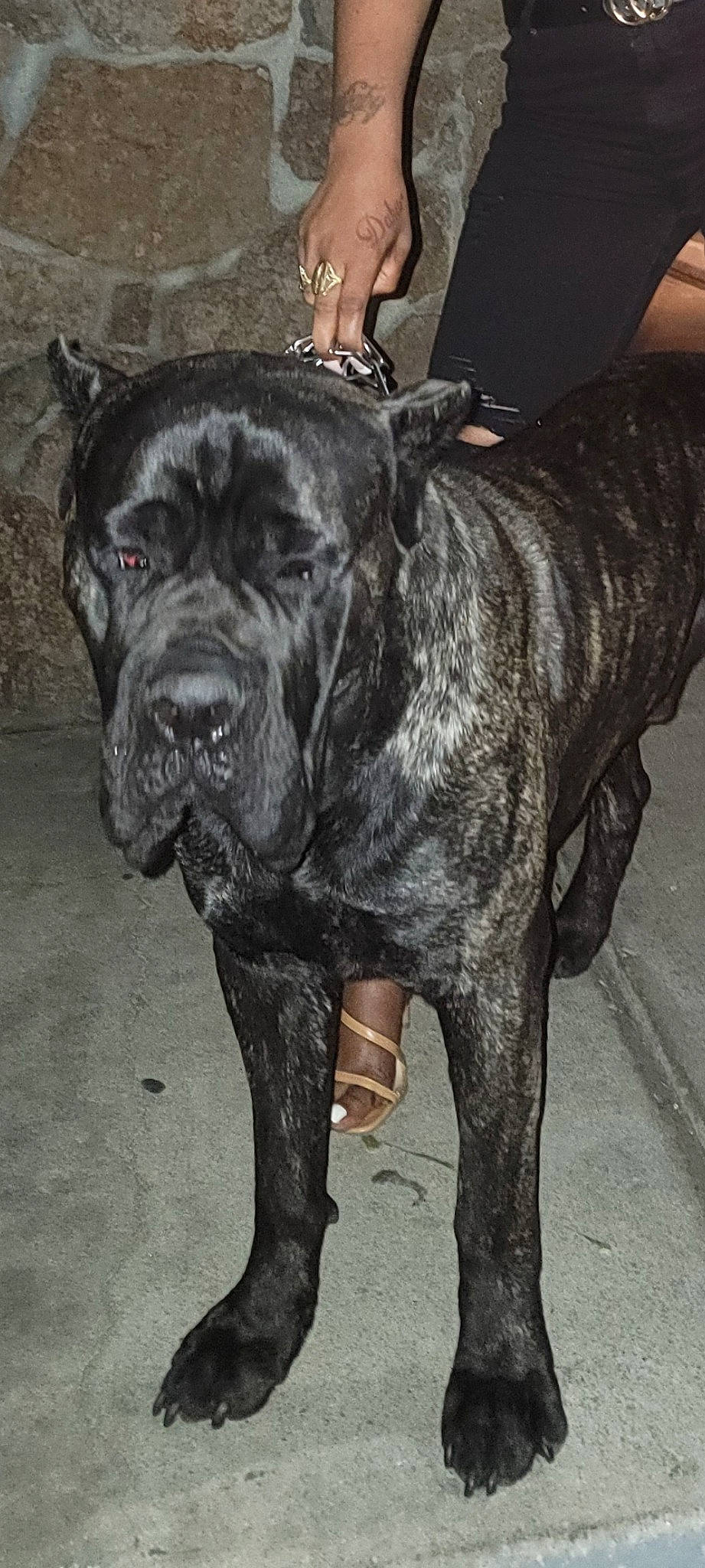 Mu'Fa joined the competition — help win amazing prizes! ancient_dog_breeds, canidae, carnivore, collar, companion_dog, dog, dog_breed, dog_collar, fur, giant_dog_breed, guard_dog, molosser, non_sporting_group, snout, sporting_group, tail, whiskers, working_animal, working_dog, wrinkle