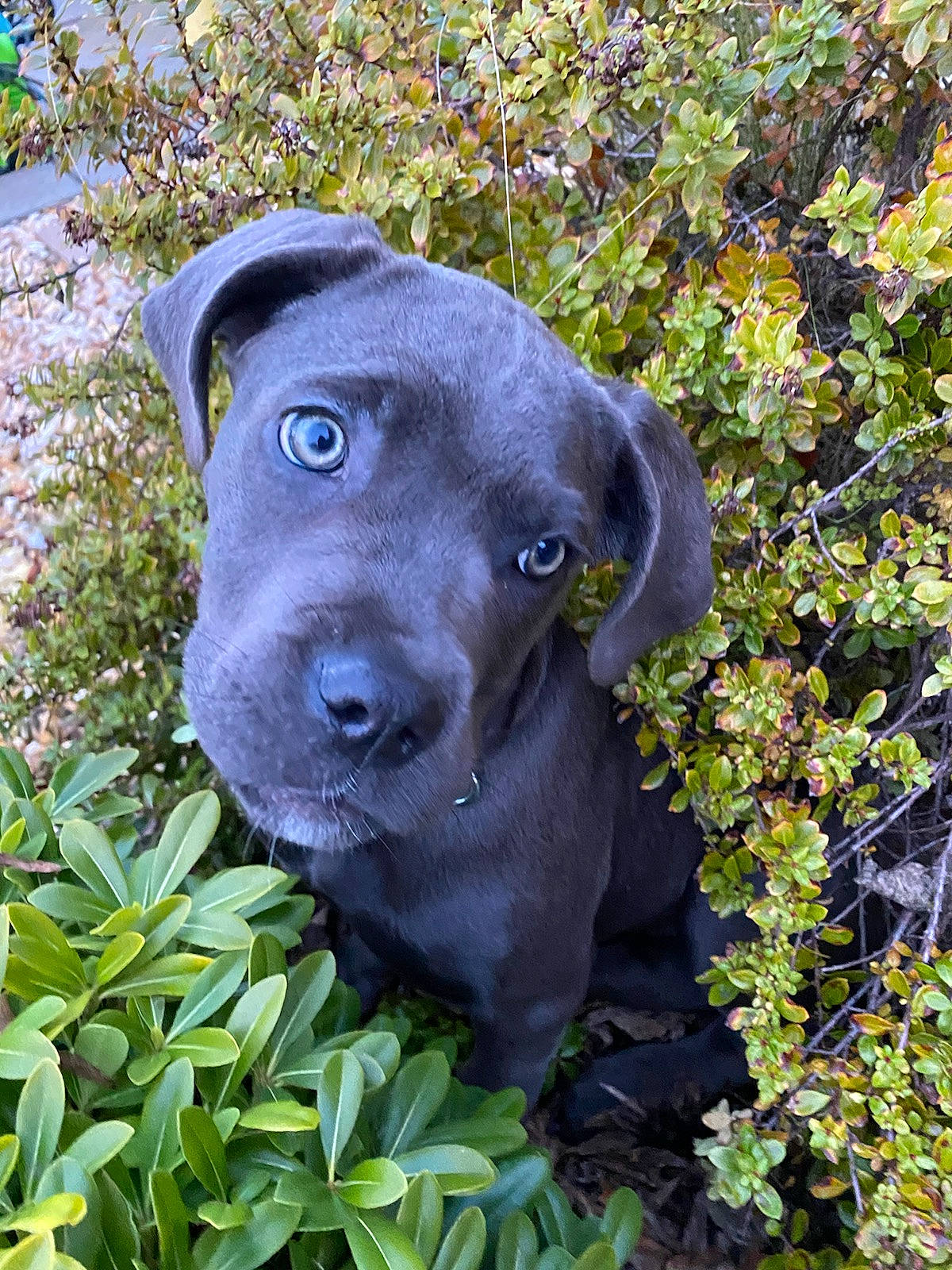 Heaven is registered to the contest to win money with this photo: borador, canidae, carnivore, companion_dog, dog, dog_breed, eye, fawn, grass, groundcover, gun_dog, hat, liver, plant, snout, sporting_group, terrestrial_animal, vertebrate, whiskers, working_animal