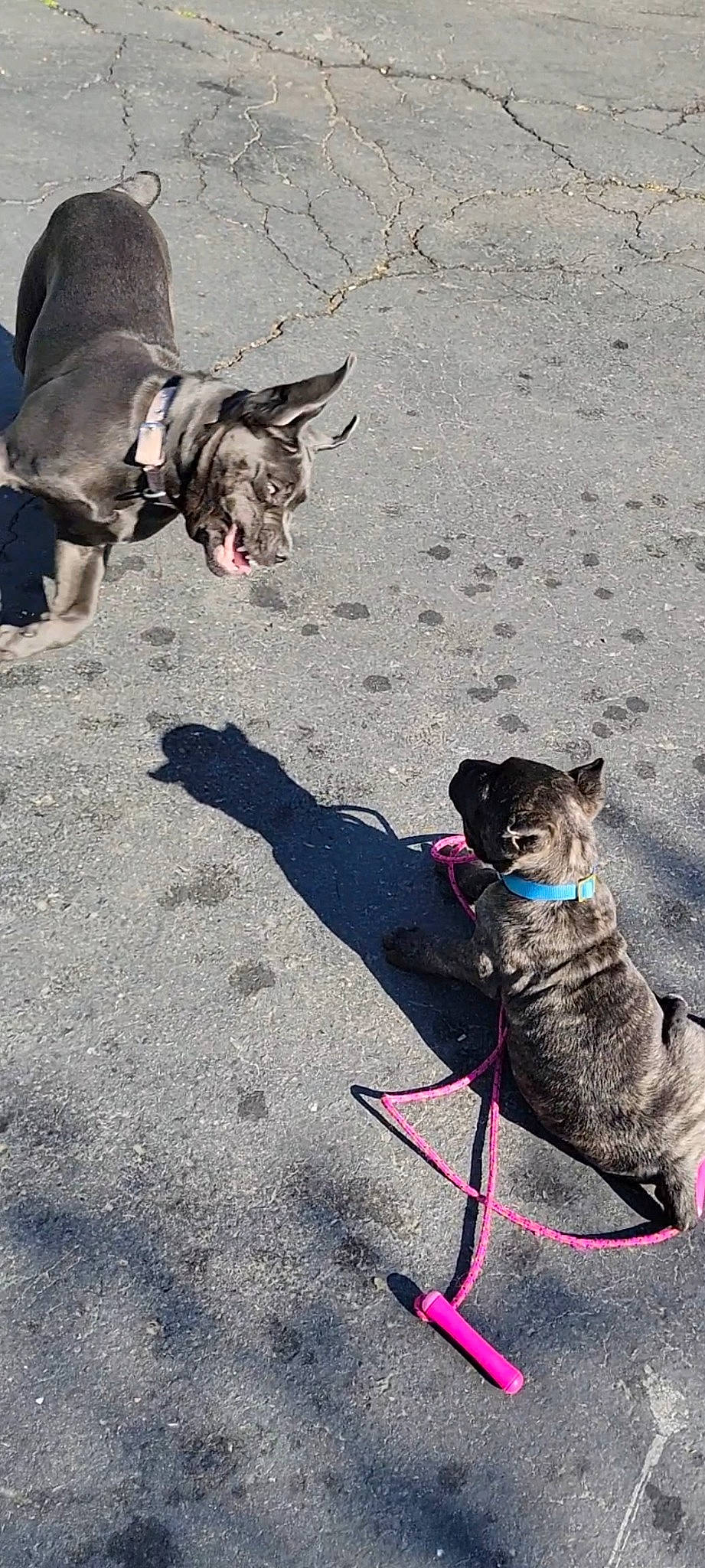 Heaven joined the competition — help win amazing prizes! asphalt, canidae, carnivore, collar, companion_dog, dog, dog_breed, dog_collar, dog_supply, fashion_accessory, fawn, leash, mammal, pet_supply, road_surface, snout, sporting_group, tail, vertebrate, working_animal