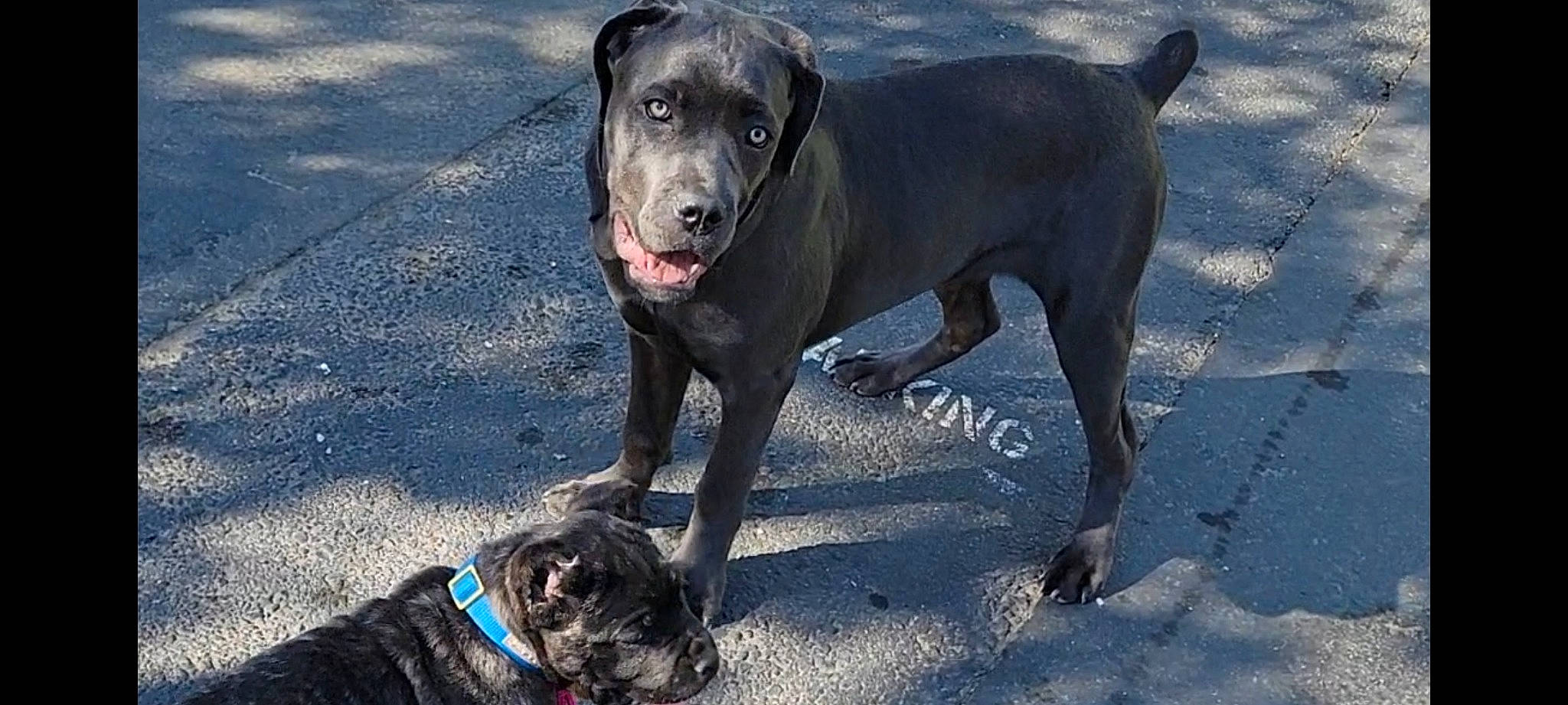 Heaven is registered to the contest to win money with this photo: canidae, carnivore, collar, companion_dog, dog, dog_breed, dog_collar, dog_supply, fawn, guard_dog, gun_dog, leash, mammal, pet_supply, retriever, snout, vertebrate, whiskers, working_animal, working_dog