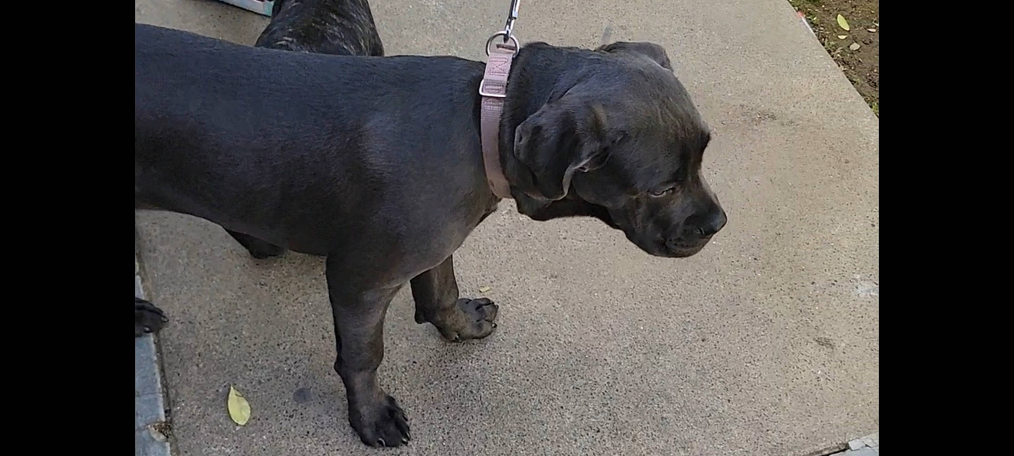 Heaven joined the competition — help win amazing prizes! canidae, carnivore, collar, companion_dog, dog, dog_breed, dog_collar, dog_supply, fashion_accessory, fawn, grey, guard_dog, leash, pet_supply, sculpture, snout, sporting_group, tail, terrestrial_animal, working_animal